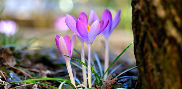 Der Frühling ist da, der Sommer kann kommen © congerdesign pixabay.com