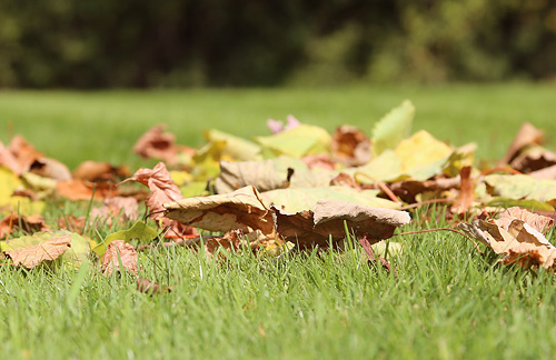 Laub sollte vom Rasen entfernt werden. © pixabay