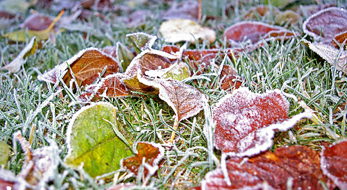 Der Rasen sollte auf den Winter richtig vorbereitet werden. © Kerstin Riemer - pixabay