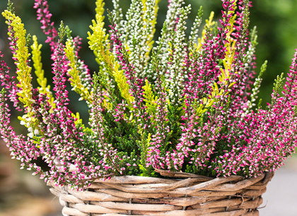 Winterblüher verschönern den Garten in der kalten Jahreszeit © Heidi - pixabay Winterblüher verschönern den Garten in der kalten Jahreszeit © Heidi - pixabay