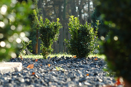 Es gibt eine große Auswahl an Pflanzen, die sich gut für einen Kiesgarten eignen - © der diakon - pixabay