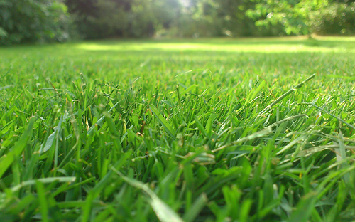 Ein schöner Rasen braucht regelmäßige Pflege. © pixabay