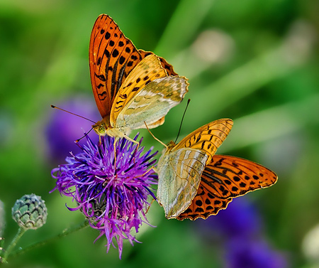 Bienen, Käfer, Schmetterlinge und viele weitere Arten sind unerlässliche Helfer, die es zu schützen gilt. - © schwoaze - pixabay