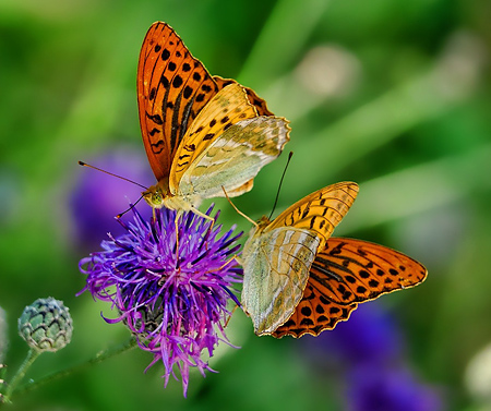 Bienen, Käfer, Schmetterlinge und viele weitere Arten sind unerlässliche Helfer, die es zu schützen gilt. - © schwoaze - pixabay Bienen, Käfer, Schmetterlinge und viele weitere Arten sind unerlässliche Helfer, die es zu schützen gilt. - © schwoaze - pixabay