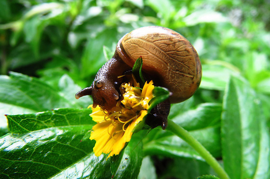 Schnecken sind in jedem Garten eine Plage © Arul - pixabay