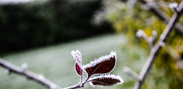 Pflanzen richtig überwintern - pixabay - Quentin Jouvray