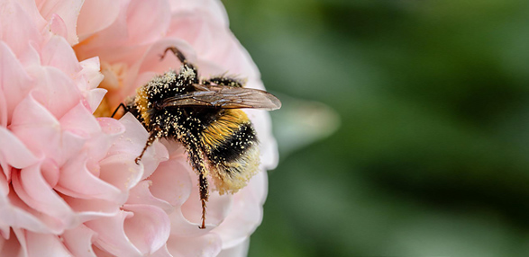 Hummel helfen beim bestäuben  © Myriams-Fotos - pixbay