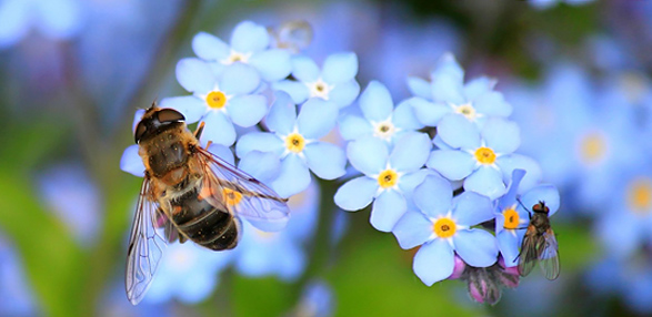 Insektenfreundlich Gärtnern - © cocoparisienne - pixbay