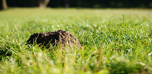 Maulwürfe im Garten - © Pavel Sternberg - pixabay