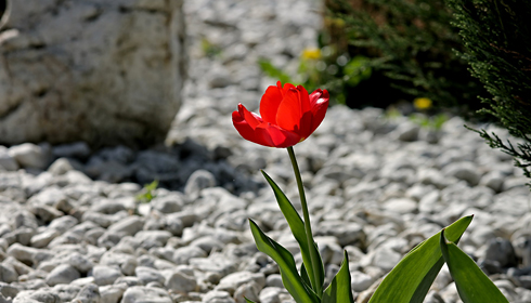 Ein Schottergarten ohne jegliche Bepflanzung hat keinerlei ökologischen Nutzen! -  © Manfred Richter - pixabay