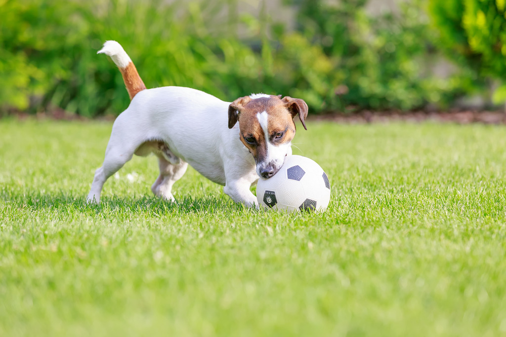Sport- & Spielrasen