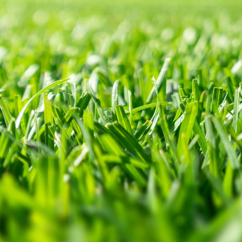 Sport- & Spielrasen